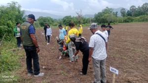 Serka Muhammad Nur Dukung Program BUMDes Melalui Penanaman Jagung Hibrida