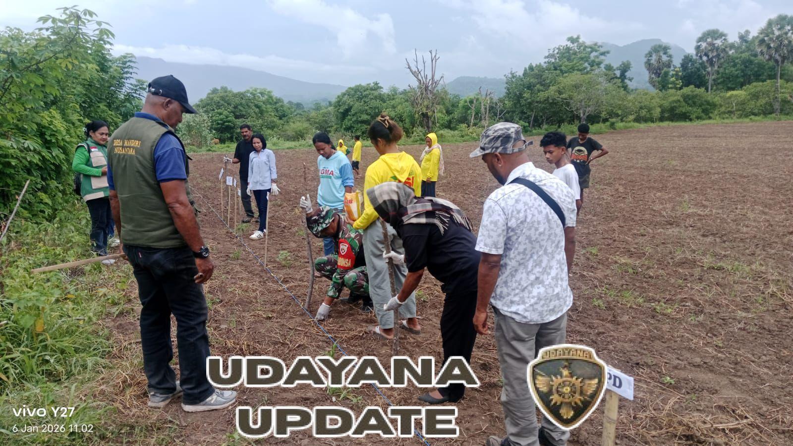 Serka Muhammad Nur Dukung Program BUMDes Melalui Penanaman Jagung Hibrida