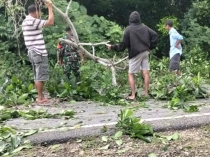 Serka Ramli Bersama Warga Bersihkan Pohon Tumbang di Desa Mamodu