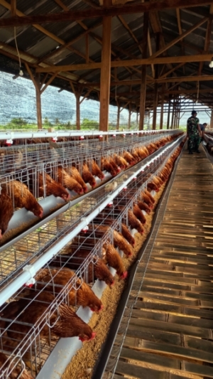 Kompi Peternakan Yonif TP 834/WM Kelola 1.008 Ayam Petelur, Dukung Ketahanan Pangan Nasional