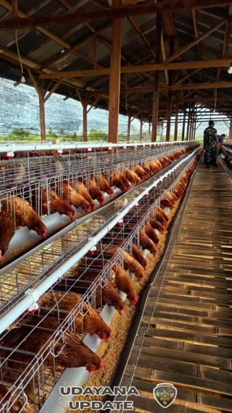 Kompi Peternakan Yonif TP 834/WM Kelola 1.008 Ayam Petelur, Dukung Ketahanan Pangan Nasional