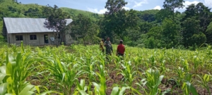 Babinsa Koramil 1601-04/Tabundung Dampingi Hanpangan Jagung di Desa Taralodu