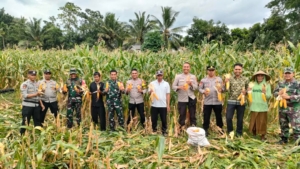 Panen Raya Jagung di Desa Mamben Daya, Wujud Dukungan terhadap Ketahanan Pangan Nasional