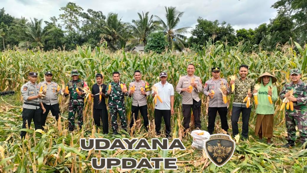 Panen Raya Jagung di Desa Mamben Daya, Wujud Dukungan terhadap Ketahanan Pangan Nasional