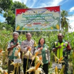 Dari Lahan Jagung, Babinsa Pererat Sinergi Dukung Ketahanan Pangan