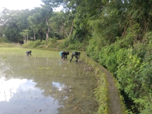 Babinsa Koramil 02/Walakaka Bantu Warga Tanam Padi di Desa Patiala Bawa
