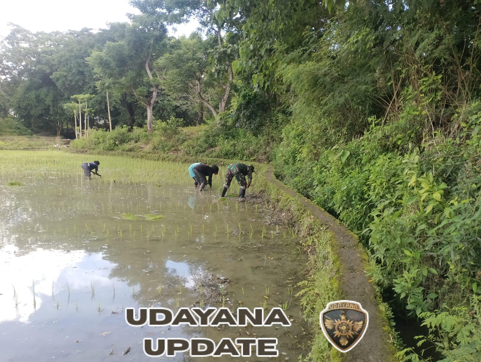 Babinsa Koramil 02/Walakaka Bantu Warga Tanam Padi di Desa Patiala Bawa