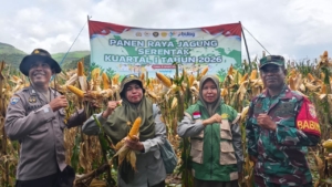 Panen Raya Jagung di Desa Mumbu Berjalan Lancar
