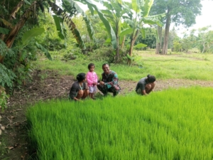 Pindah Tanam Padi, Anggota Satgaster Pos Halibete 2 Bantu Petani Genjot Percepatan Masa Tanam