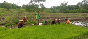 Babinsa Koramil 01/Lewa Bantu Petani Cabut Bibit Padi di Desa Bidi Praing