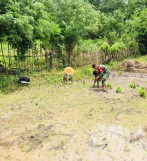 Wujud Kepedulian TNI, Babinsa Koramil 06/Karera Dampingi Petani Tanam Padi