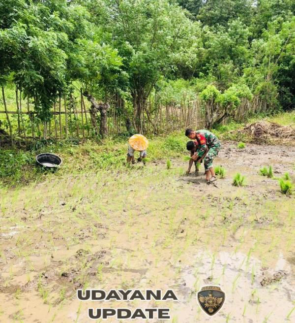 Wujud Kepedulian TNI, Babinsa Koramil 06/Karera Dampingi Petani Tanam Padi