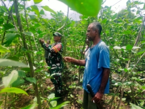 Perkuat Komsos, Babinsa Desa Aimoli Pantau Wilayah Sambil Bantu Petani
