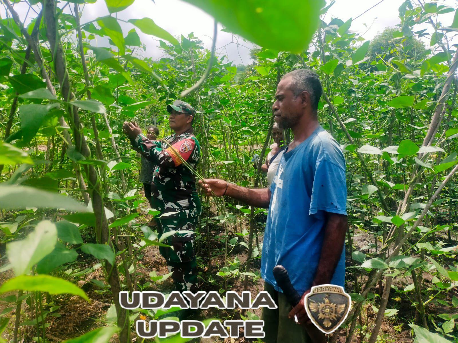 Perkuat Komsos, Babinsa Desa Aimoli Pantau Wilayah Sambil Bantu Petani