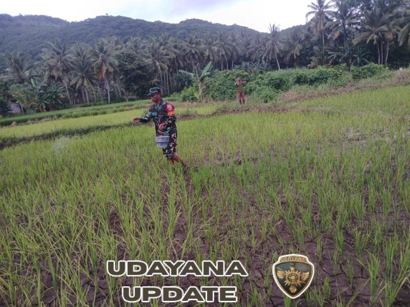 Lembata – Babinsa Koramil 1624-04/Omesuri Praka Ardiansyah melaksanakan pendampingan pertanian dengan membantu masyarakat dalam pemberian pupuk padi di Desa Wowong, Kecamatan Omesuri, Kabupaten Lembata, pada Sabtu (10/01/2026)  Kegiatan ini merupakan bentuk nyata kepedulian dan peran aktif Babinsa dalam mendukung program pemerintah di bidang ketahanan pangan, khususnya membantu petani dalam meningkatkan hasil produksi pertanian. Kehadiran Babinsa di tengah masyarakat tidak hanya memberikan motivasi, tetapi juga mempererat hubungan TNI dengan rakyat.  Dalam kesempatan tersebut, Babinsa mengimbau para petani untuk terus menjaga semangat gotong royong dalam pengolahan lahan dan perawatan tanaman padi sehingga proses tanam hingga panen dapat berjalan lancar dan hasilnya optimal.  Melalui kegiatan ini diharapkan sinergi antara TNI dan masyarakat terus terjalin dengan baik guna mendukung pembangunan desa dan kesejahteraan masyarakat secara berkelanjutan. (Pendim 1624)