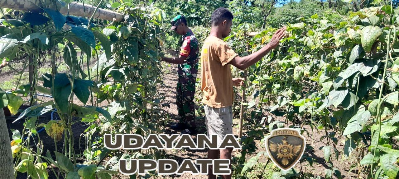 Babinsa Koramil 1624-02/Adonara Laksanakan Pendampingan Pertanian di Desa Waitukan