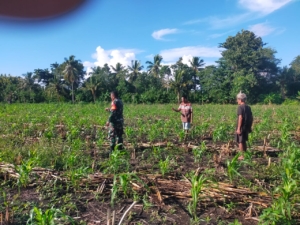 Babinsa Koramil 03/Pahunga Lodu Dampingi Petani Cek Jagung Terserang Hama Ulat