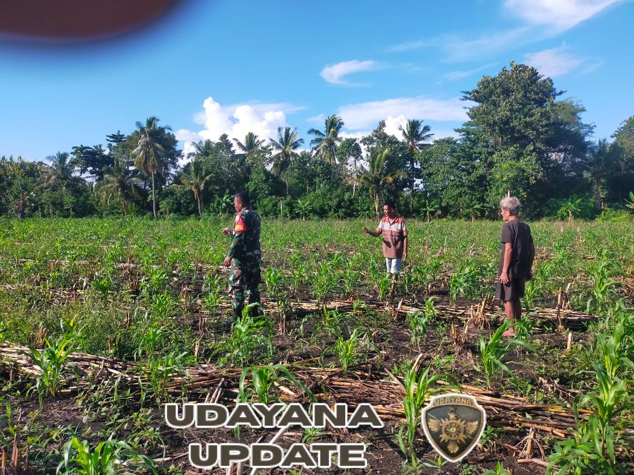 Babinsa Koramil 03/Pahunga Lodu Dampingi Petani Cek Jagung Terserang Hama Ulat