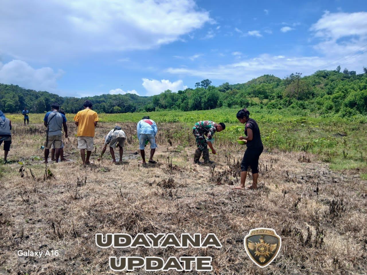 Babinsa Koramil 04/Tabundung Bantu Petani Tanam Padi di Desa Wudipandak