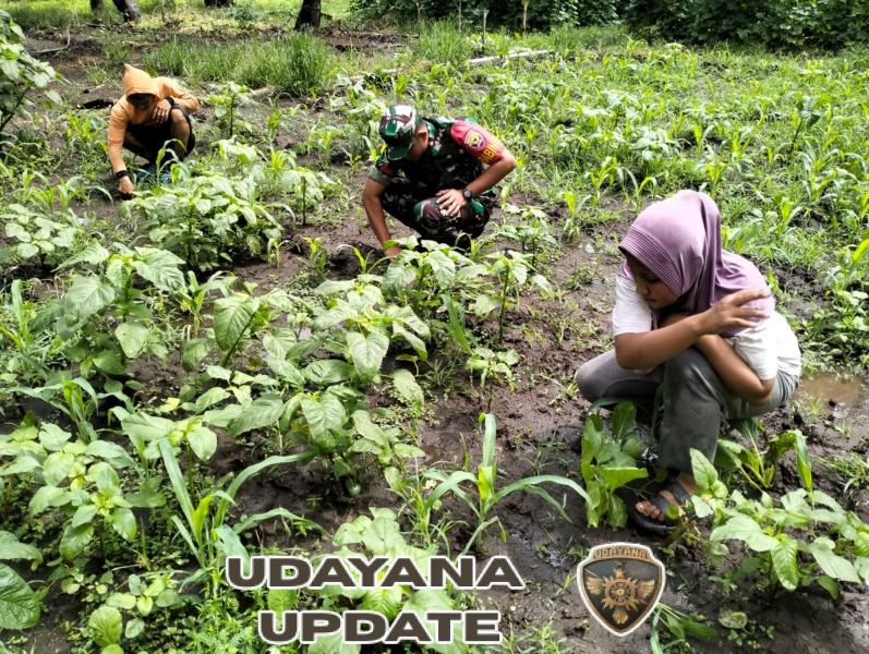 Wujud Kepedulian TNI, Babinsa Monitoring Wilayah Sekaligus Bantu Petani