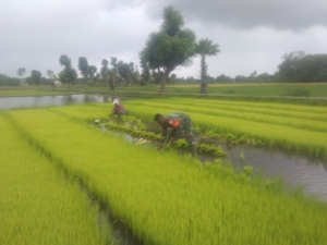 Dukung Ketahanan Pangan, Koptu Mukmin Matoke Dampingi Warga Cabut Bibit Padi di Mauliiru