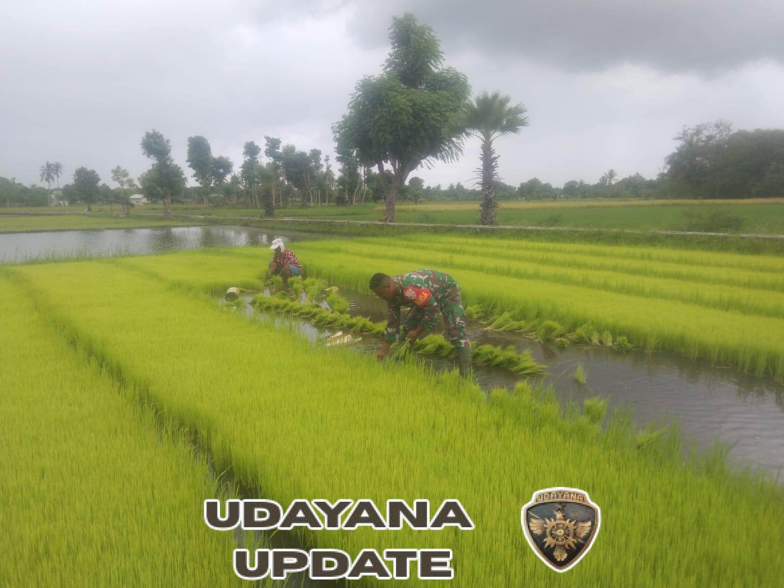 Dukung Ketahanan Pangan, Koptu Mukmin Matoke Dampingi Warga Cabut Bibit Padi di Mauliiru