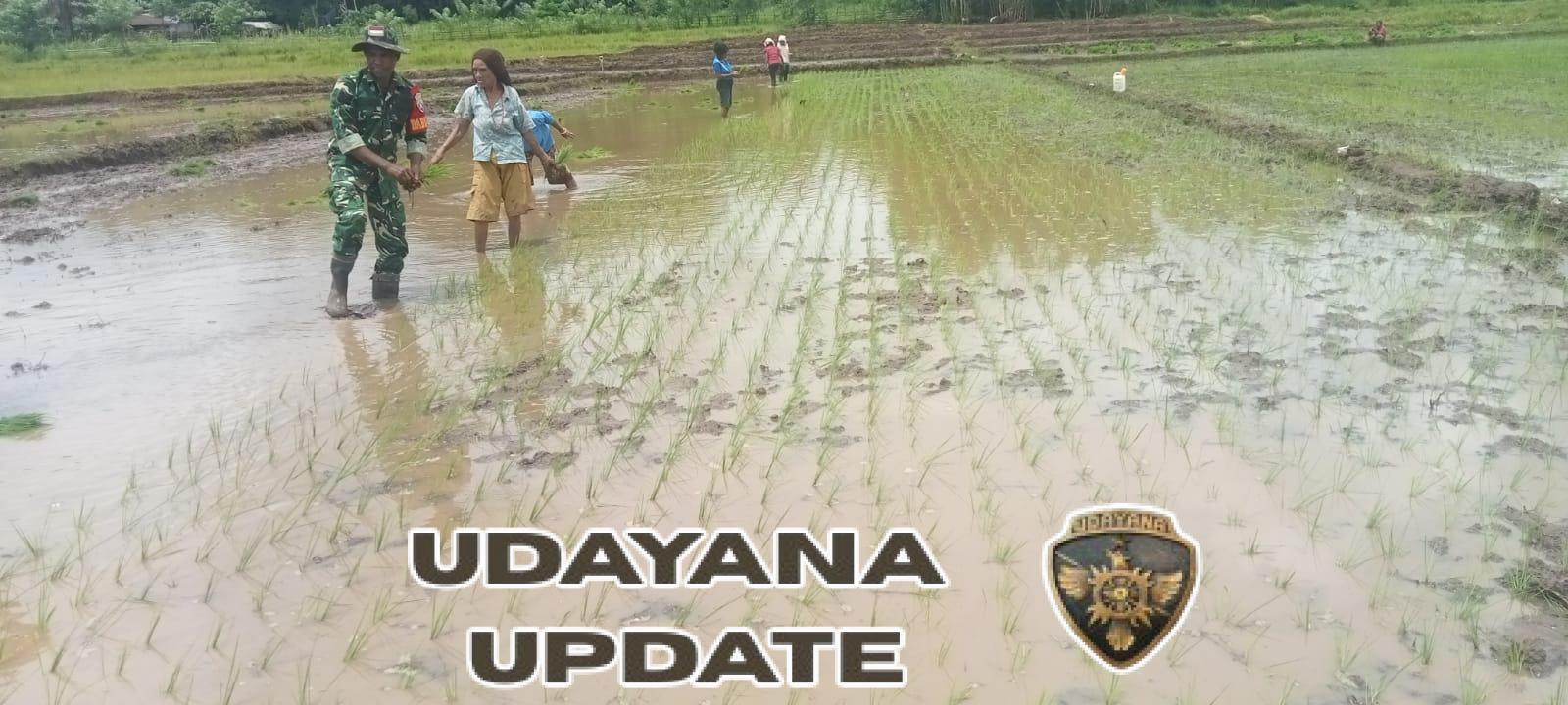 Babinsa Kodim 1601/Sumba Timur Terjun ke Sawah Dukung Petani di Kambata Wundut