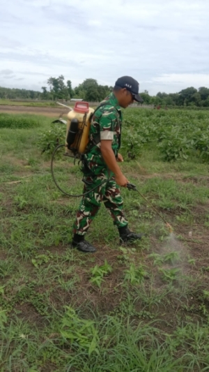 Dukung Ketahanan Pangan, Babinsa Bantu Penyemprotan Gulma di Kelurahan Malumbi