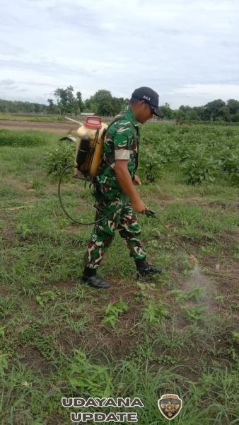 Dukung Ketahanan Pangan, Babinsa Bantu Penyemprotan Gulma di Kelurahan Malumbi