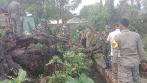 Danposramil Wera Turun Tangan Bersihkan Rumah Warga Tertimpa Pohon Asam
