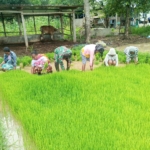 Bantu Petani Cabut Bibit Padi Siap Tanam, Serda Hironimus Kono Dukung Percepat Masa Tanam