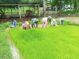 Bantu Petani Cabut Bibit Padi Siap Tanam, Serda Hironimus Kono Dukung Percepat Masa Tanam