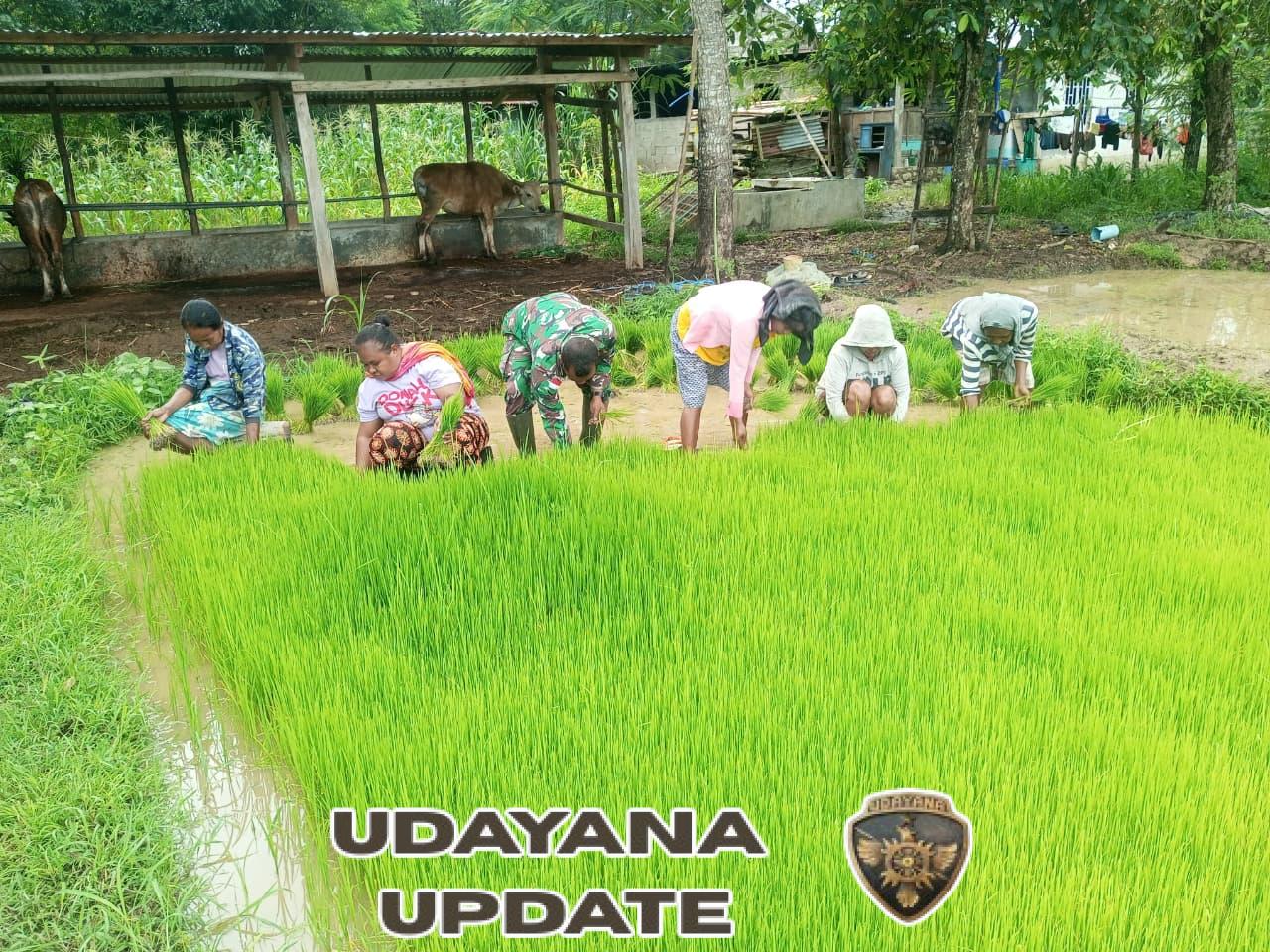 Bantu Petani Cabut Bibit Padi Siap Tanam, Serda Hironimus Kono Dukung Percepat Masa Tanam