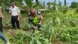 Babinsa Koramil 1627-01/Ba’a Hadiri Panen Raya di Lapas Lobalain