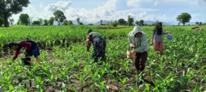 Babinsa Koramil 1614-03/Hu’u Dampingi Warga Binaannya dalam Pemupukan Jagung