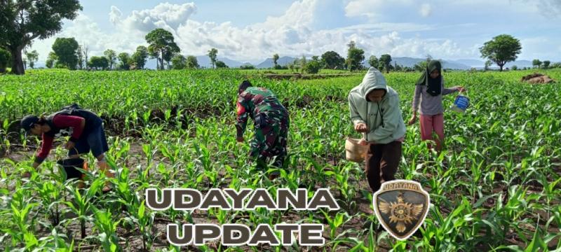 Babinsa Koramil 1614-03/Hu’u Dampingi Warga Binaannya dalam Pemupukan Jagung
