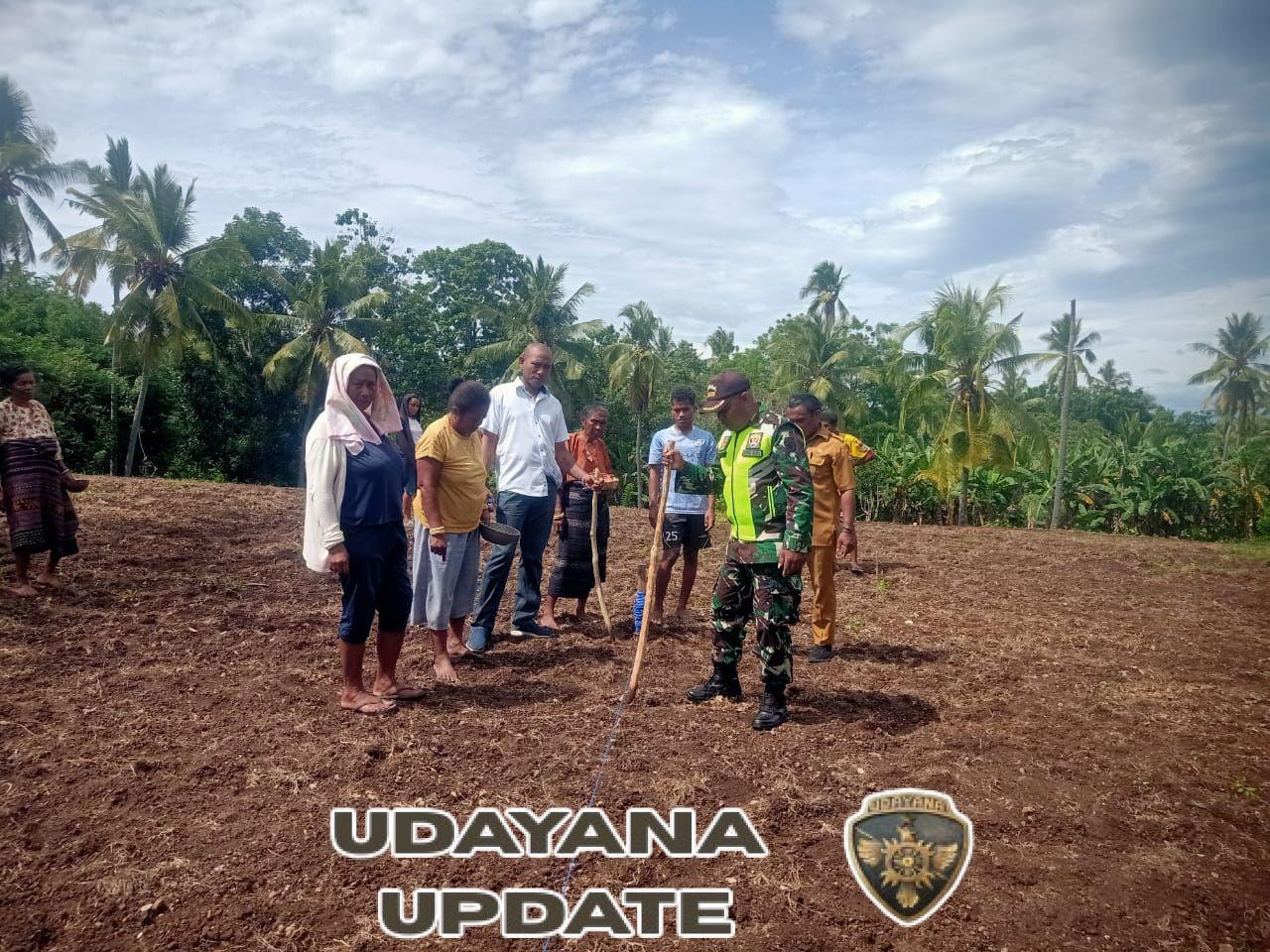 Babinsa Koramil Kewapante Dukung Penguatan Ketahanan Pangan melalui Penanaman Jagung Hibrida di Watukobu