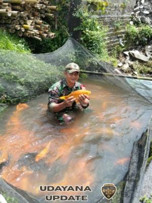 Babinsa Bentuk Kelompok Budidaya Ikan Air Deras, Panen Kelima Karper di Desa Babahan Raup Hasil Jutaan Rupiah