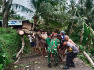 Respons Cepat Babinsa Samplangan Evakuasi Pohon Tumbang di Akses Subak Terbala
