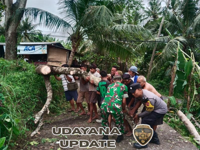Respons Cepat Babinsa Samplangan Evakuasi Pohon Tumbang di Akses Subak Terbala