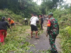 Pohon Tumbang Tutup Jalan Lembongan Menuju Jungutbatu, Aparat Gabungan Lakukan Penanganan