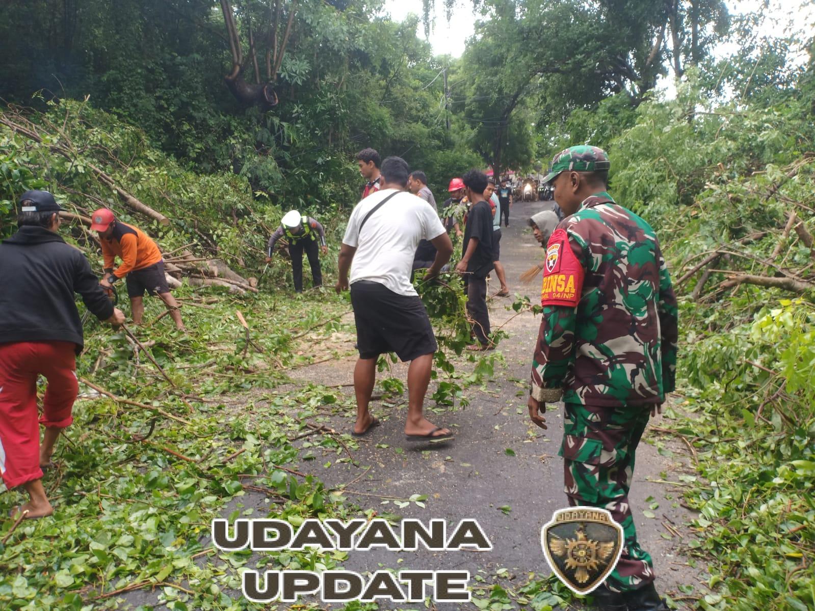 Pohon Tumbang Tutup Jalan Lembongan Menuju Jungutbatu, Aparat Gabungan Lakukan Penanganan