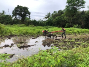 Wujud Kepedulian TNI, Babinsa Koramil 06/Karera Turun Sawah Bantu Petani