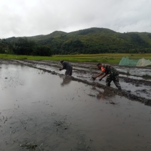 Babinsa Tabundung Turun ke Sawah Bantu Warga Rapikan Pematang Sawah