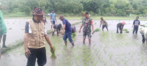Babinsa Koramil 1603-01/Alok Dampingi Petani Tanam Padi di Desa Woda Mude