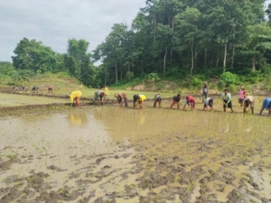 Babinsa Serka Masrin Komsos Ketahanan Pangan Bersama Warga Desa Malinjak