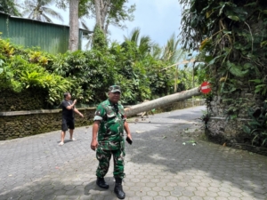 Angin Kencang Tumbangkan Pohon, Babinsa Kedewatan Gerak Cepat Amankan Akses Taman Dedari