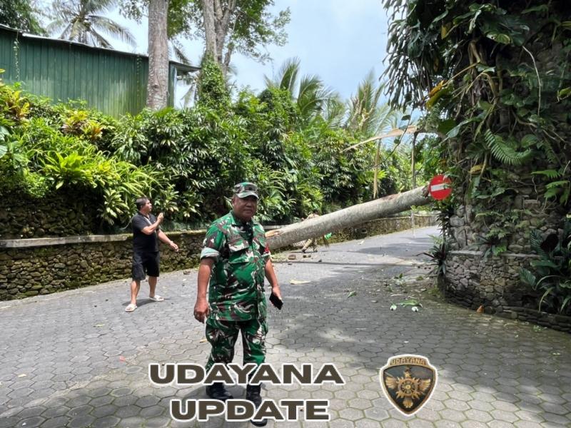 Angin Kencang Tumbangkan Pohon, Babinsa Kedewatan Gerak Cepat Amankan Akses Taman Dedari