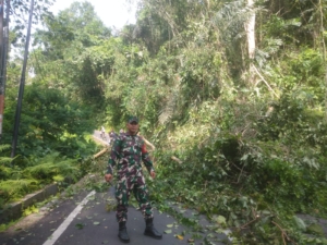 Respons Cepat Babinsa Kedisan, Pohon Tumbang di Jalan Raya Tangkup Berhasil Dievakuasi