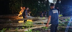Angin Kencang Landa Ende Tengah, Babinsa Bersama Damkar Amankan Jalan Nangka
